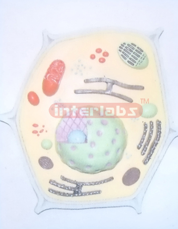 PLANT CELL MODEL WITH BASE